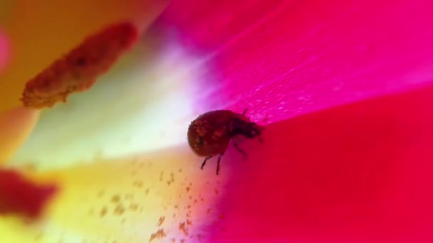 Lieveheersbeestje Poserend Een Blad Macro Fotografie Slow Motion Lieveheersbeestje Roze — Stockvideo