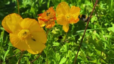 Bir yaban arısı sarı bir gelincik çiçeğinden bal damlasını saklar, ağır çekimde. Renkli gelinciklerle çiçek tarhı