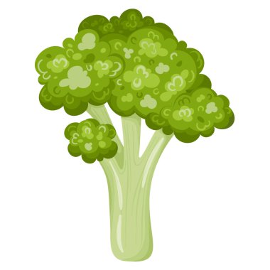 Beyaz arka planda izole edilmiş yeşil taze brokoli sebzesi. Brassica oleracea var. İtalya 'da. Calabrese brokoli ikonu. Sağlıklı organik gıda konsepti. Düz biçimli sebzelerin vektör çizimi