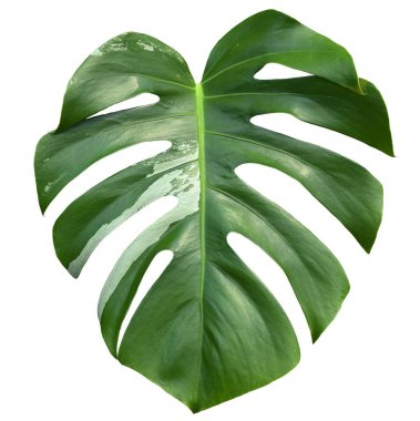 Monstera deliciosa yaprağı ya da İsviçre peynir bitkisi kesme yolu ile şeffaf arka planda izole. Ev bitkileri, tropikal yapraklar.