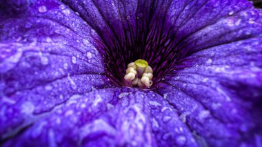 Pitunia çiçeğinin Macro fotoğrafı. Yağmurdan sonra çiçek açan mor taç yaprakları. Çiçek çekirdeğini kapat.