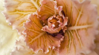 Damarların ve yaprakların üzerindeki çiy damlalarının detaylarıyla mor lahananın yakın plan çekimi. Dekoratif karnabahar arkaplanı