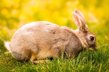 Şirin tavşan, Bokeh ve güneş ışığının arka planında ot yer. Bir kır evinde evcil hayvanlar. Tavşan Paskalya ve Mayıs tatillerinin sembolü olarak ot yer. Çimlerin üzerinde tavşan