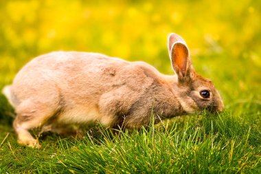 Şirin tavşan, Bokeh ve güneş ışığının arka planında ot yer. Bir kır evinde evcil hayvanlar. Tavşan Paskalya ve Mayıs tatillerinin sembolü olarak ot yer. Çimlerin üzerinde tavşan