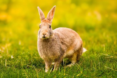 Şirin tavşan, Bokeh ve güneş ışığının arka planında ot yer. Bir kır evinde evcil hayvanlar. Tavşan Paskalya ve Mayıs tatillerinin sembolü olarak ot yer. Çimlerin üzerinde tavşan