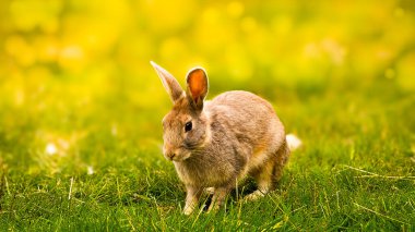 Şirin tavşan, Bokeh ve güneş ışığının arka planında ot yer. Bir kır evinde evcil hayvanlar. Tavşan Paskalya ve Mayıs tatillerinin sembolü olarak ot yer. Çimlerin üzerinde tavşan