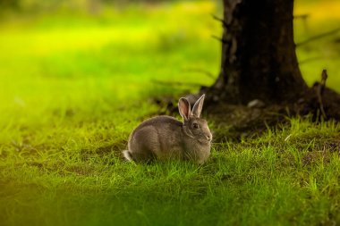 Vahşi bir yerli tavşan İzlanda 'da bir yaz sabahı, Reykjavik' te ot yer ve onu tımar eder. Tavşan çimlere bakar. Yatay olarak. Çam ağaçlarında sevimli bir tavşan.