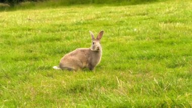 Şirin tavşan, Bokeh ve güneş ışığının arka planında ot yer. Bir kır evinde evcil hayvanlar. Tavşan Paskalya ve Mayıs tatillerinin sembolü olarak ot yer. Çimlerin üzerinde tavşan