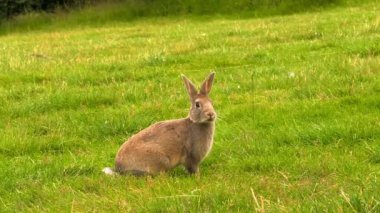 Şirin tavşan, Bokeh ve güneş ışığının arka planında ot yer. Bir kır evinde evcil hayvanlar. Tavşan Paskalya ve Mayıs tatillerinin sembolü olarak ot yer. Çimlerin üzerinde tavşan