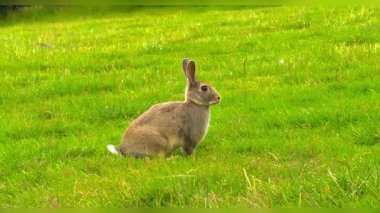 Şirin tavşan, Bokeh ve güneş ışığının arka planında ot yer. Bir kır evinde evcil hayvanlar. Tavşan Paskalya ve Mayıs tatillerinin sembolü olarak ot yer. Çimlerin üzerinde tavşan