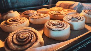 Tarçınlı börekler fırında, kağıt üzerinde, yan görünüşte. Yeni pişmiş tarçınlı ruloların arka planı. Maya hamurundan yapılmış ev yapımı tatlı hamur işi..