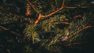 Noel ağacı arka planı, yakın plan. Noel afişleri, davetiyeler ve kartvizitler için ladin dalları olan bir arka plan. Seçici odak