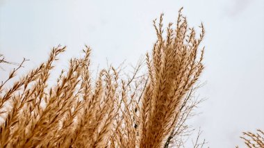 Güzellik arka planı olarak kuru sazlıklar, soyut doğal arkaplan. Reed otları ya da pampa otları açık havada, gün ışığında, yaşam tarzı doğa sahnesi, organik tasarım geniş afişi. Yumuşak seçici odak.