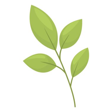 Saha yaprağı Bir dalda yeşil yapraklar, Laurel. Mutfak bitkileri konsepti. Vektör botanik illüstrasyon kartlar, desenler ve broşürler için kullanılabilir. Yapraklı Vectochka