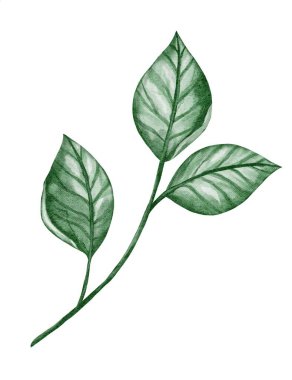 El yapımı suluboya dal. Botanik klip sanatı. Beyaz arka planda yeşillikleri olan bir Vecta. Çiçek tasarım elementleri. Düğün davetiyeleri ve tebrik kartları için mükemmel..