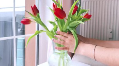 Kadın vazoya pembe laleler seçiyor ve koyuyor. Kız vazoya dal koyar, bahar havası. Sevgililer Günü ve Uluslararası Kadınlar Günü için Çiçekler