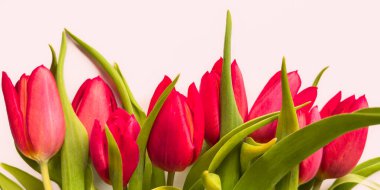 Yumuşak pembe arkaplandaki yazı için yeri olan kırmızı lalelerin çerçevesi. Çiçekler ve yazıtlar için alan olan bahar beyazı arka plan. 8 Mart için beyaz üzerine kırmızı laleler izole edildi