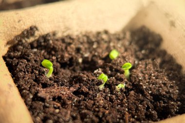 Açık alanda soya fasulyesinin ilk filizleri yakın planda. Tarım bitkileri. Soya fasulyesi güneşe doğru uzanıyor. Yüksek kalite fotoğraf.