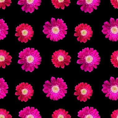 Beyaz arka planda parlak pembe Gerbera çiçeklerinin kusursuz deseni. Neşeli çiçek tasarımı kumaşlar, duvar kağıtları ve bahar temalı projeler için mükemmel.