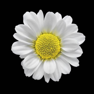 Beyaz arka planda izole edilmiş papatya çiçeği. Papatya şifalı bitkisi, bitkisel ilaç. Yeşil saplı ve yapraklı bir demet papatya çiçeği