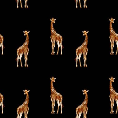 Suluboya zürafaları olan kusursuz bir desen şeffaf bir arkaplanda izole edilir. Afrikalı hayvanlarla suluboya tarzında desen.