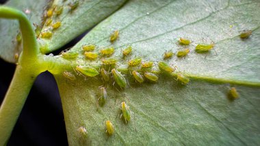 Aphid Kolonisi 'nin yakın çekimi. Yeşil Sinek ya da Yeşil Yaprak Bahçesi Parazit Böcek Böceği Macro 'su. Yüksek kalite fotoğraf