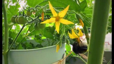 Bir yaban arısı bir domatesi döller. Domates çiçeklerinin üzerindeki yaban arısı. Bitkileri tozlaştırmak için bir serada yaban arısı kullanmak. Yüksek kalite 4k görüntü