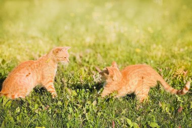 Doğada oynayan iki kedi. Bahçede yürüyen komik kedicikler yaz güneşli bir günde. Yatay pankart. Yüksek kalite fotoğraf