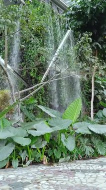 Yapay bir şelalenin altından yeşil bitkilerin portresi olan bir binanın içinde, tıpkı tropikal bir ormandaki gibi.