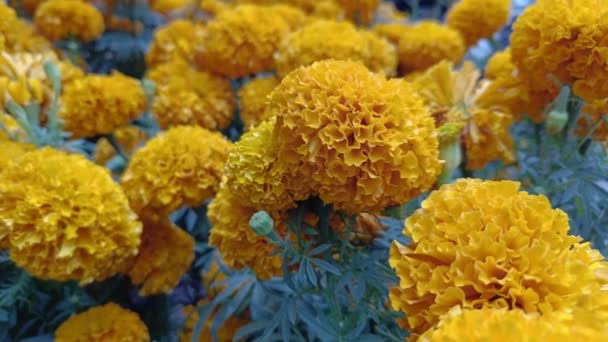 Muchas Caléndulas Amarillas Doradas Están Floreciendo Jardín Flores — Vídeos de Stock