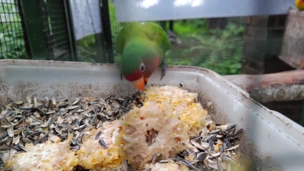 リリアンの恋人はトウモロコシと種を食べて鳥かごの中で友達と食べ物のために戦っている — ストック動画