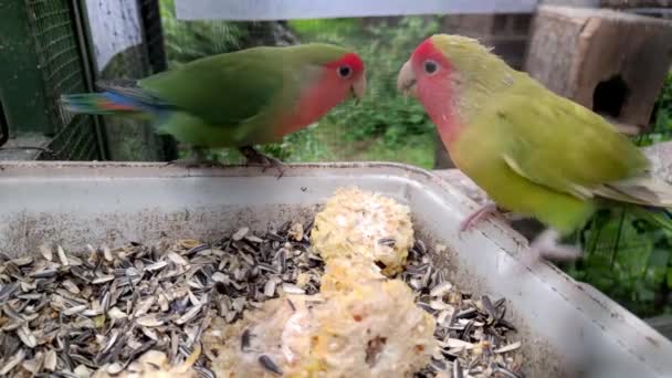 鳥はトウモロコシと種子を食べていると鳥の檻の中で彼女の友人と食べ物のために戦っている — ストック動画