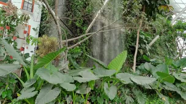 Bir Alışveriş Merkezi Binasında Bulunan Tropik Ormanlardaki Gibi Yeşil Bitkilerin — Stok video