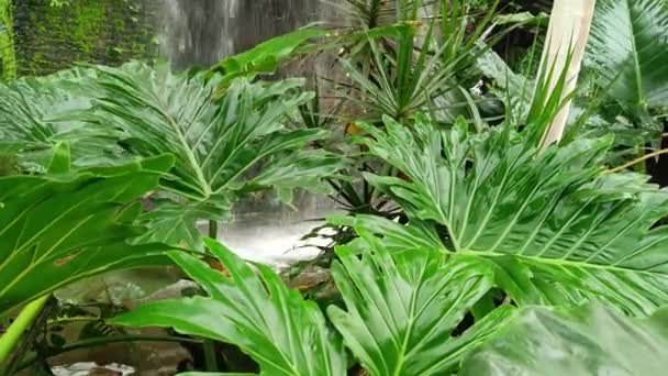 Bir Alışveriş Merkezi Binasında Bulunan Tropikal Bir Ormandaki Gibi Yeşil — Stok video