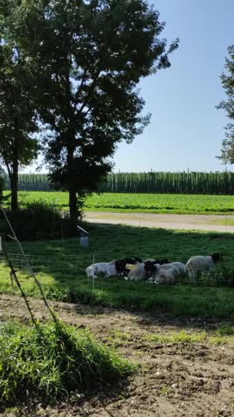 在德国的诺伊施塔特看到一群羊 背景是蓝蓝的天空和美丽的草 — 图库视频影像