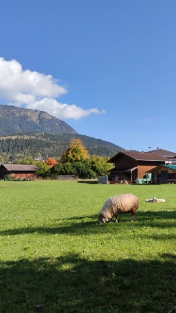 德国纽施塔特的羊吃草 背景蓝蓝的天空和美丽的山 — 图库视频影像