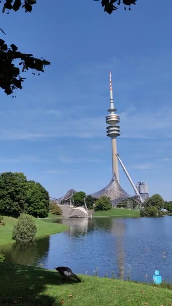 Качка Шукає Їжу Вежею Олімпійського Парку Мюнхен Озером Прекрасним Синім — стокове відео