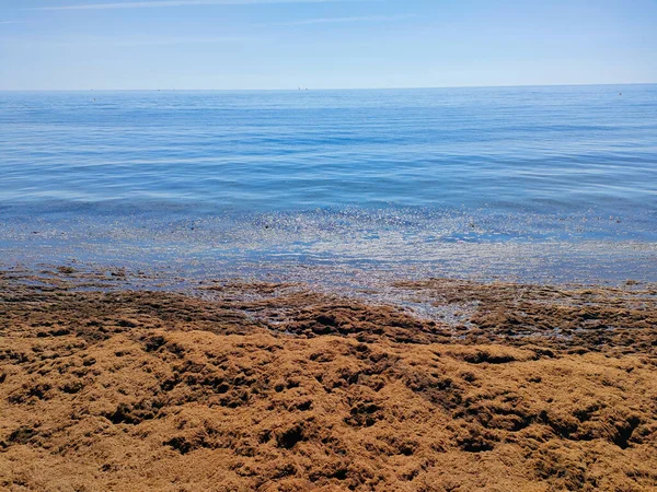 Infestação Algas Numa Praia Marbella Espanha — Fotografia de Stock