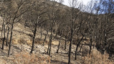 horizontal image of a forest and burned trees in spain