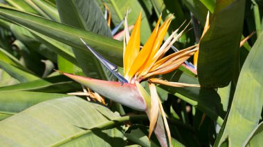 Cennet kuşu çiçeği, STERLİÇYA Viktorya