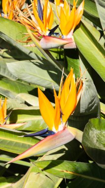 Cennet kuşu çiçeği, STERLİÇYA Viktorya