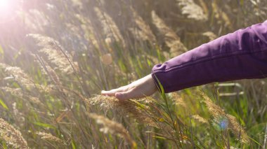 person relaxing in the countryside touching plants
