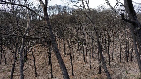 horizontal image of a forest and burned trees in spain