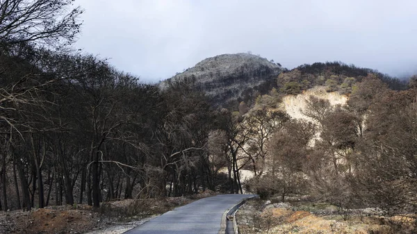 Bir ormanın yatay görüntüsü ve İspanya 'da yanmış ağaçlar