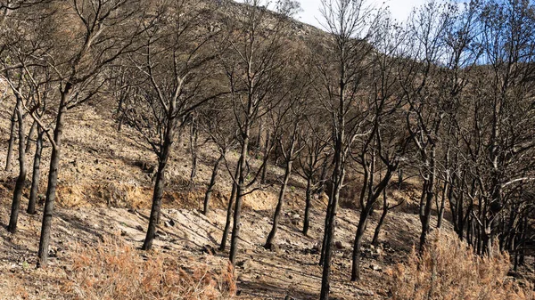 horizontal image of a forest and burned trees in spain