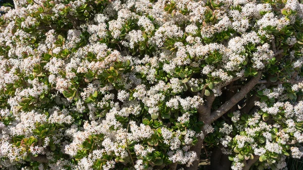 Flower Texture Background Crassula Ovata — Stok fotoğraf