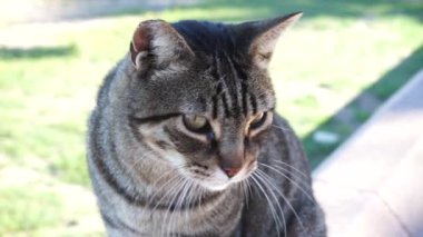 Bahçedeki sokak kedisinin videosu.