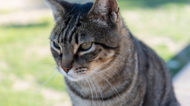 Sonsuzluğa bakan tekir bir kedinin görüntüsü