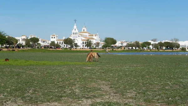 El Rocio, Huelva, İspanya 'daki vahşi atlar