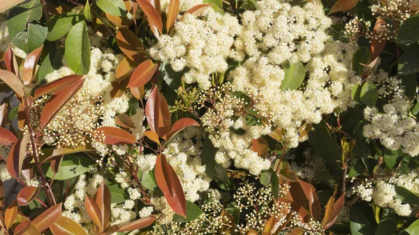 Fleurs Blanches Plantes Texture Fond Image — Photo
